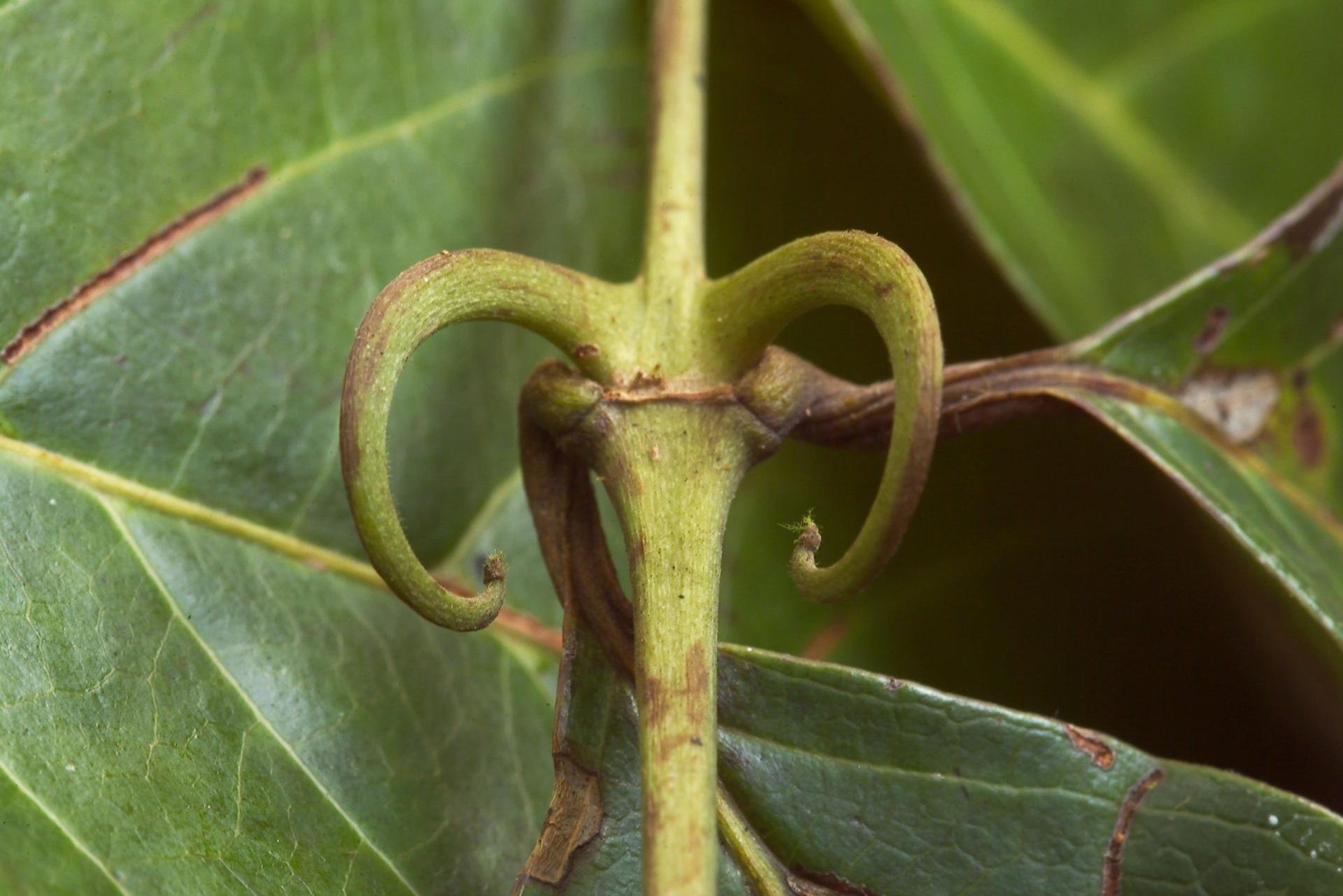 Кошачий коготь - Целебная лиана