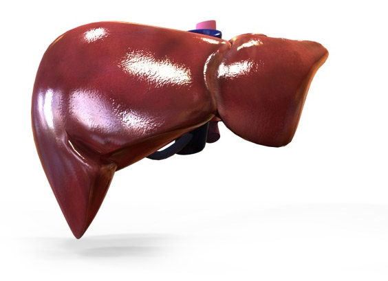 Помощники Вашей печени